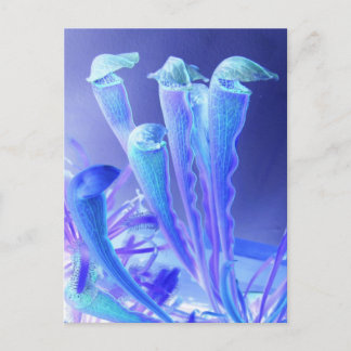 sarracenia blues briefkaart