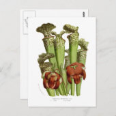 Sarracenia drummundi briefkaart (Voorkant / Achterkant)