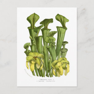 Sarracenia flava briefkaart