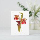 Sarracenia hybriden briefkaart (Staand voorkant)