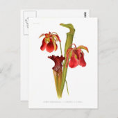 Sarracenia hybriden briefkaart (Voorkant / Achterkant)