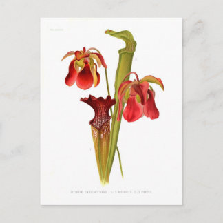 Sarracenia hybriden briefkaart