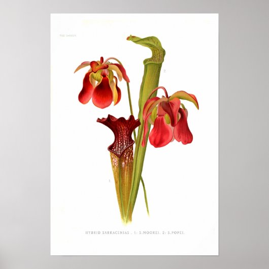 Sarracenia hybriden poster (Voorkant)
