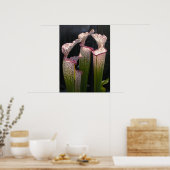 Sarracenia leucophylla Foto Poster Wall Art (Keuken)