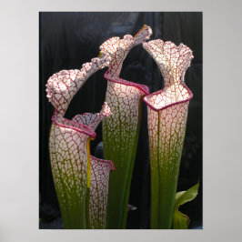 Sarracenia leucophylla Foto Poster Wall Art