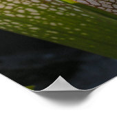 Sarracenia leucophylla Poster Photo Mur Art (Coin)