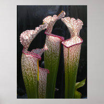 Sarracenia leucophylla Poster Photo Mur Art