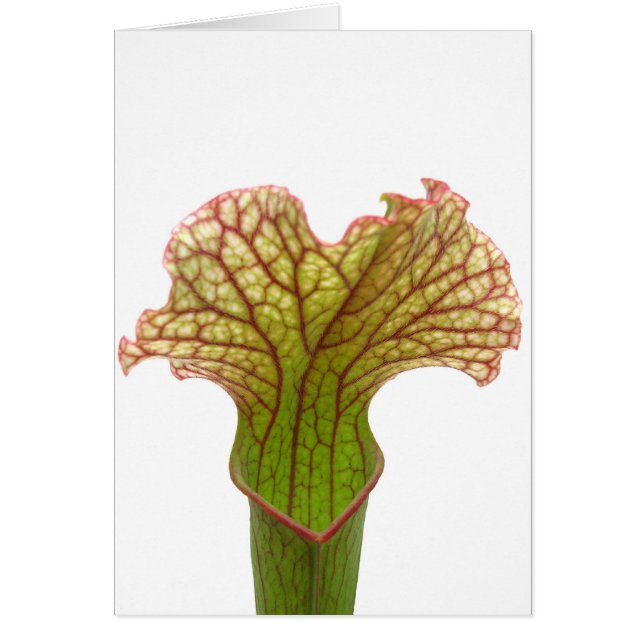 Sarracenia Pitcher Plante (Devant)