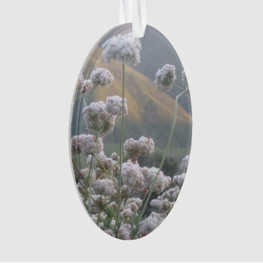 Sarrasin de Californie (devant)