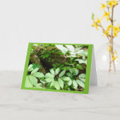 Sarsasparilla dans la carte de note de blanc de (Fleur jaune)