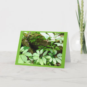 Sarsasparilla in de Bos Lege Kaart van de Nota