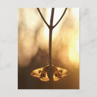 Sarurnia pavonia briefkaart