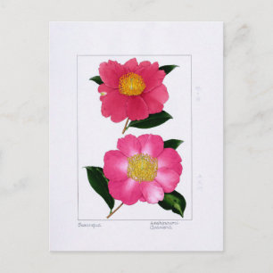 Sasanqua bord: Asahinoumi & Godaishu Briefkaart