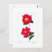 Sasanqua Plate: Ryomenko & Hiryu  Briefkaart (Voorkant / Achterkant)