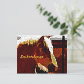Saskatchewan, Sorrel Horse En Profil Carte Postale (Debout devant)