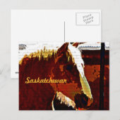 Saskatchewan, Sorrel Horse En Profil Carte Postale (Devant / Derrière)