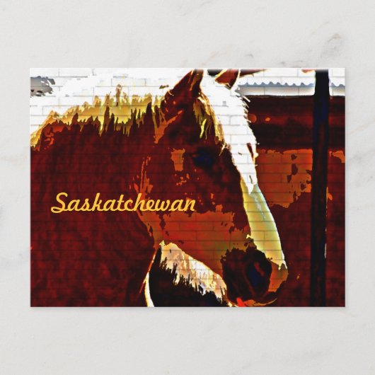 Saskatchewan, Sorrel Horse En Profil Carte Postale (Devant)