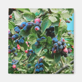 Saskatoon Magneet (Voorkant)