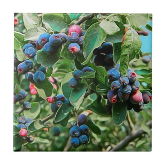 Saskatoon Tegeltje (Voorkant)