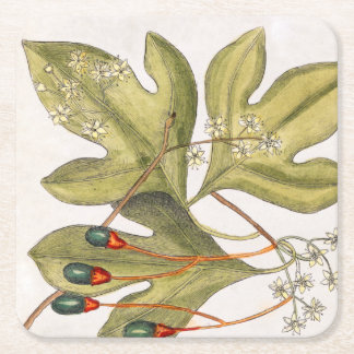 Sassafras Boom laat bloemen kunst Vierkante Kartonnen Onderzetter