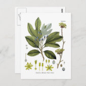 Sassafras officinale briefkaart (Voorkant / Achterkant)