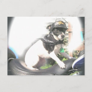 Sassy Biker Rat Terrier Babe Briefkaart