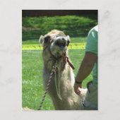 Sassy Camel Briefkaart (Voorkant)