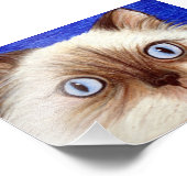 Sassy Himalayan Chat 5 x 7 Photo Imprimer (Coin)