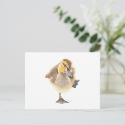 Sassy New Zealand Grey Ducking Post Card Briefkaart (Staand voorkant)