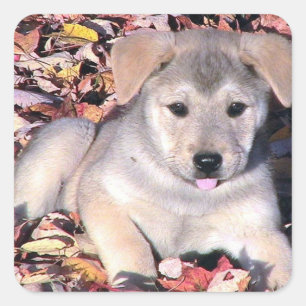Sassy puppy in bladeren vierkante sticker
