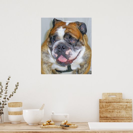 Sassydog de Bulldog Poster (Keuken)