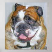 Sassydog de Bulldog Poster (Voorkant)