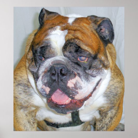 Sassydog de Bulldog Poster (Voorkant)