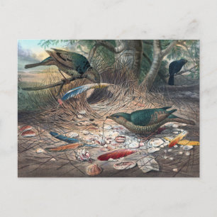 Satin Bower-Bird door Joseph Wolf Briefkaart
