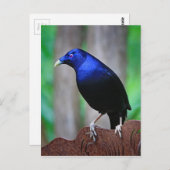 Satin bowerbird briefkaart (Voorkant / Achterkant)