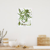 Sativa Plant  Botany Tekening Poster (Keuken)