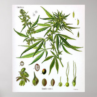 Sativa Plant Botany Tekening Poster