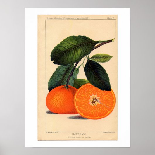 Satsuma botanische print (Voorkant)