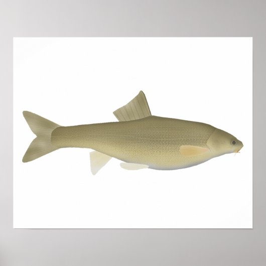 Sattar Snowtrout Poster (Voorkant)