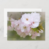 Satzakura"Sho-getsu" : Carte postale (Devant / Derrière)