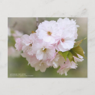 Satzakura"Sho-getsu" : Carte postale