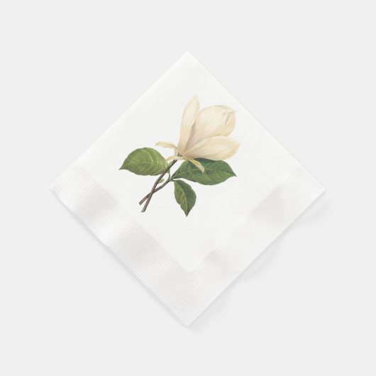 saucer magnolia (Magnolia soulangiana) van Redouté Servetten (Hoek)