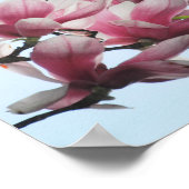 Saucer Magnolia Tulip Tree Roze Witte Bloemen Poster (Hoek)