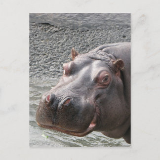 Saucy Hippo! Briefkaart