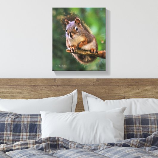 Saucy Red Squirrel in Fir Canvas Afdruk (Insitu (Slaapkamer))
