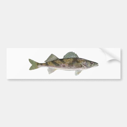 Sauger Bumpersticker (Voorkant)