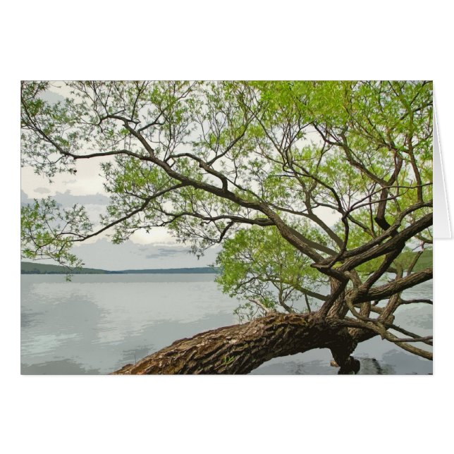 Saule au lac (Devant horizontal)