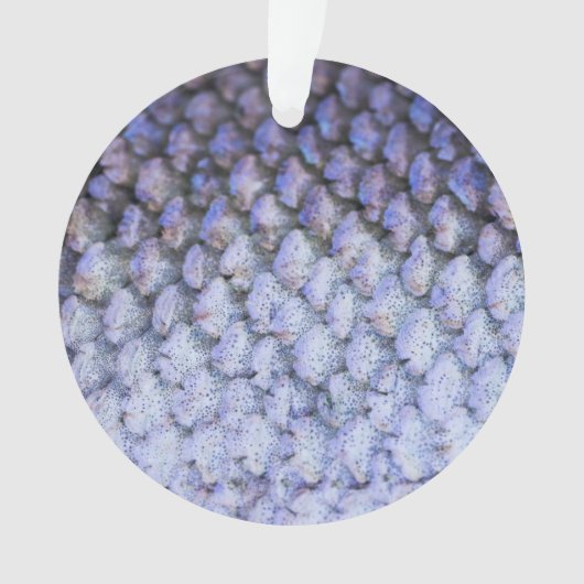 Saumon chatoyant (devant)