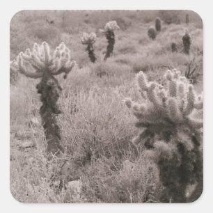 Saut Cholla Desert Cactus autocollants personnalis