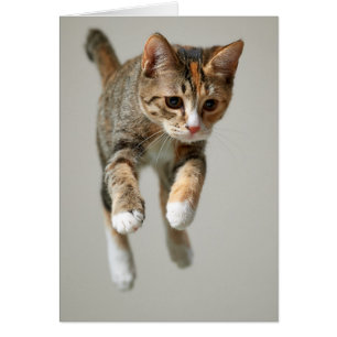 Sauter de chat de calicot